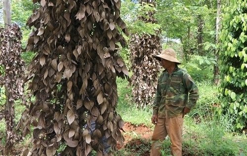 A Farmer In The Central Highlands Province Of Đắk Nông Examines Dying Pepper Trees On His Farm.